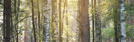 Panoramic view of the majestic forest in a fog. Mighty trees. Atmospheric dreamlike landscape. Soft...