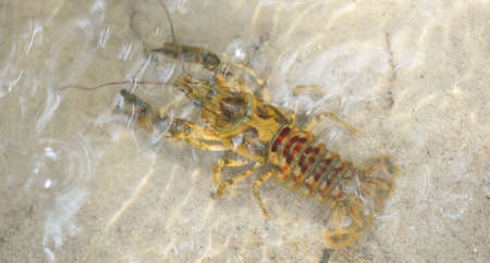American spiny-cheek high crayfish (Orconectes Limosus) invasive to Europe in forest river, Germany....