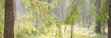 Pathway through the hills of the evergreen forest. Pine, fir, spruce trees, tree logs, green plants,...