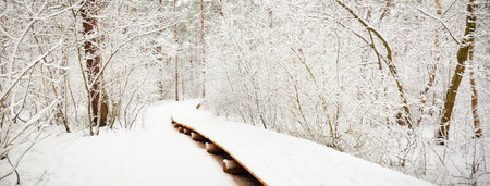 Modern wooden walkway (boardwalk) through the snow-covered forest after a blizzard. Winter...