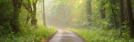 Pathway in a majestic green deciduous forest. Natural tunnel. Mighty tree silhouettes. Fog,...