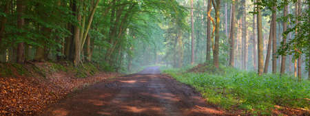 Pathway in a majestic green deciduous forest. Natural tunnel. Mighty tree silhouettes. Fog,...