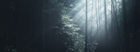 Panoramic view of the majestic evergreen forest in a morning fog. Mighty pine tree silhouettes....