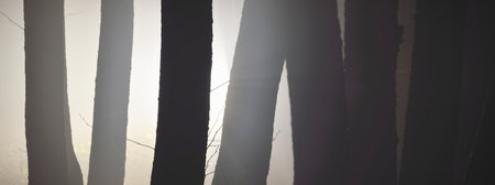 Illuminated mighty trees at night. Scary forest scene. Tree silhouettes in the dark. Panoramic view. Monochrome, black and white image. Silence, loneliness, gothic conceptsの写真素材