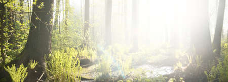 Northern evergreen forest in a morning fog. Mighty pine trees, plants, fern. Pure sunlight, sunbeams...