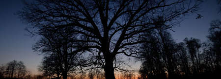 Silhouette of a mighty dry oak tree against clear blue twilight sky. Sunset, moonlight. Dark...