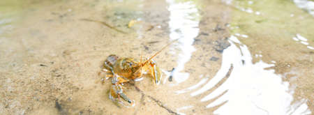 American spiny-cheek high crayfish (Orconectes Limosus) invasive to Europe in forest river, Germany. Nature, wildlife, zoology, biology, carcinology, science, ecosystems, environmental conservationの写真素材