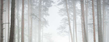 Majestic evergreen forest in a fog. Mighty pine and spruce tree silhouettes close-up. Atmospheric dreamlike landscape. Soft light. Nature, fantasy, fairytale. Graphic resources, panoramic viewの写真素材