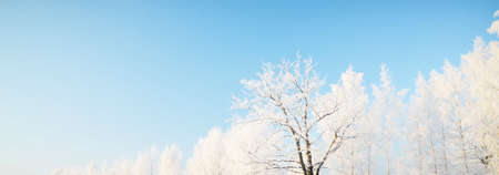 Snow-covered forest. Trees in hoarfrost close-up. Clear blue sky. Picturesque panoramic view. Winter wonderland. Seasons, climate change, pure nature. Panorama, copy spaceの写真素材