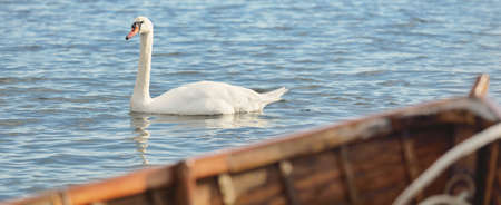 White swan in a clear blue water close-up. A view from the wooden fishing boat. Symbol of love and peace. Jura island, Inner Hebrides, Scotland, UKの写真素材