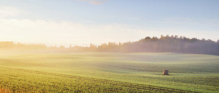Green plowed agricultural field with tractor tracks and colorful forest at sunrise, close-up. Golden sunlight, fog, haze. Picturesque autumn landscape. Idyllic rural scene. Pure nature, ecologyの写真素材