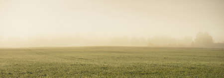 Green plowed agricultural field with tractor tracks at sunrise, close-up. Golden light, fog, haze. Picturesque autumn landscape. Rural scene. Dark natural pattern, texture, background, wallpaperの写真素材
