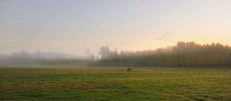 Picturesque panoramic view of green hills, fields and forest in a fog at sunrise. Cows graze in the background. Idyllic rural scene. Farm and food industry, domestic animals, countrysideの写真素材