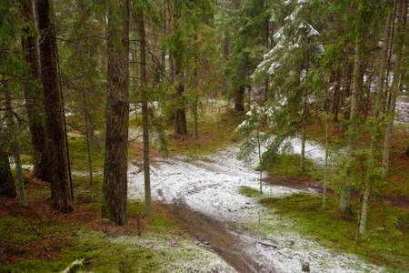 Pathway (rural road, natural tunnel) through the majestic snow-covered evergreen forest on a cloudy winter day. Mighty pine and spruce trees. Snow hills, blizzard. Christmas vacations, ecotourismの写真素材