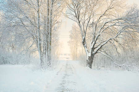 Pathway through the snow-covered forest park on a sunny day. Mighty trees, frost, soft sunlight....