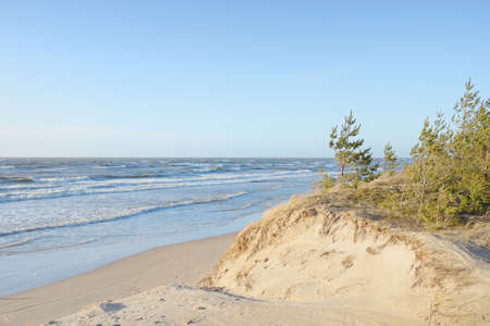 Baltic sea after the storm. Sand dunes, golden dune grass, evergreen pine forest. Picturesque scenery, seascape, nature. Panoramic view. Ecology, eco tourism, hiking conceptsの写真素材