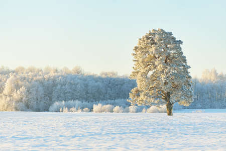 Mighty pine tree, snow-covered field, human tracks in a fresh snow. Pure sunlight. Winter...