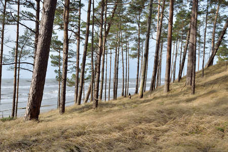 Baltic sea shore, sand dunes, majestic evergreen forest. Mighty pine and spruce trees, moss, fern,...