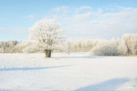 Mighty oak tree, snow-covered field, human tracks in a fresh snow. Forest meadow. Pure sunlight....
