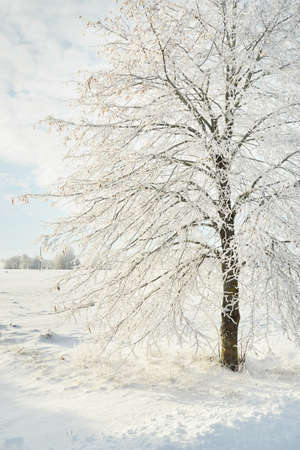 Snow-covered trees. Pure sunlight, clear blue sky. Winter wonderland. Ecology, eco tourism, environmental conservation, christmas vacationsの写真素材