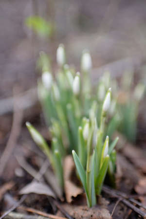 Small snowdrop wildflowers (Galanthus) in the forest. Flower bud. Warm winter, early spring in...