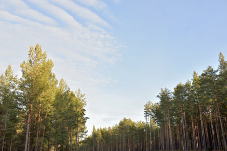 Majestic evergreen forest. Mighty pine and spruce trees. Soft light. Early spring. Pure nature....