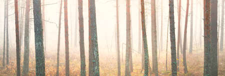Majestic mysterious evergreen pine forest in a fog. Soft sunlight. Autumn landscape. Kemeri national...