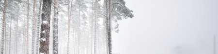 Snow-covered forest. Blizzard. Mighty trees close-up. Atmospheric landscape. Idyllic rural scene....