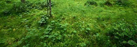 Emerald green forest, moss, fern, plants close-up. Northern woodland in Finland. Tranquil landscape....