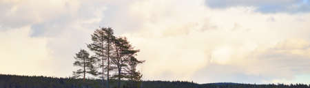 Snow-covered pine forest at sunset. Dramatic sky, soft sunlight. Idyllic winter scene. Nature,...