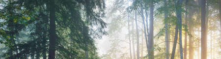 Majestic forest in a fog. Mighty trees, colorful leaves, moss, fern, plants. Atmospheric panoramic...