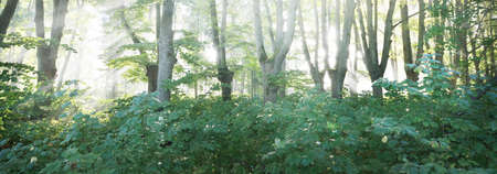 Sun rays flowing through the tall green linden trees. Alley in a city park. Fairy forest scene. Art,...