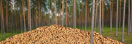 Freshly made firewood in the evergreen forest, pine tree logs close-up. Environmental damage,...
