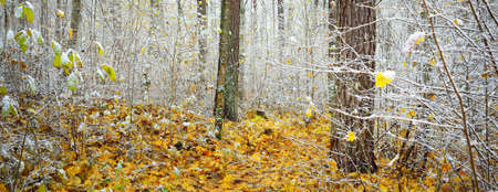 Swampy autumn forest. Green and golden leaves. Pine, maple, birch trees covered with hoarfrost and...