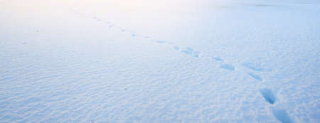 Fresh snow texture. Panoramic view of snow-covered field after a blizzard at sunset. Winter wonderland. Ice desert. Ecology, weather, climate change, global warmingの写真素材