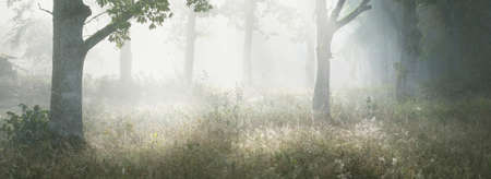 Picturesque scenery of the dark forest in a mysterious fog at sunrise. Sun rays through the old...