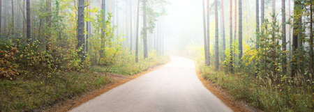 Winding rural road (pathway) through the evergreen forest in a fog at sunrise. Ancient pine trees, green and golden plants, close-up. Ecology, autumn, ecotourism, environmental conservation, natureの写真素材