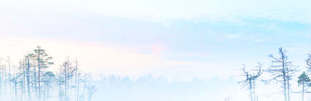 Bog in a morning fog at sunrise. Young pine trees. Clear sky. Idyllic landscape. Environmental...