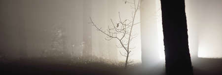 Majestic evergreen forest in a fog at night. Mysterious light. Atmospheric landscape. Loneliness,...