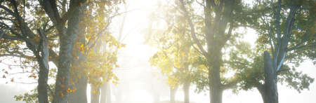 Deciduous oak and maple trees. Natural tunnel. Sunlight, sunbeams, fog, shadows. Fairy autumn sceneの写真素材