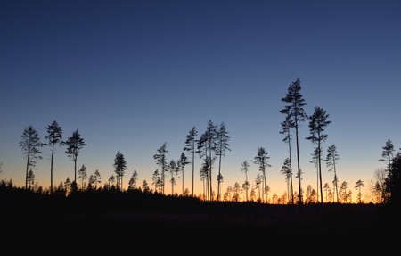 Evergreen forest at sunset. Dark silhouettes of mighty pine trees. Clear sky. Atmospheric landscape. Nature, environmental conservation, deforestation, reforestationの写真素材