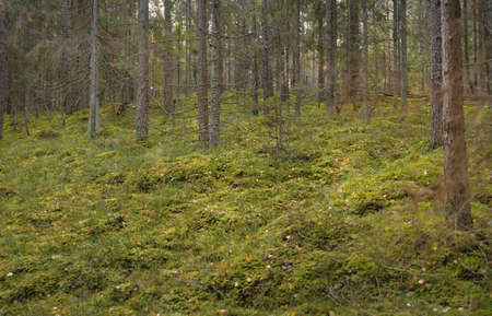 Pathway through the hills of the majestic evergreen pine forest. Mighty trees, moss, plants. Soft...