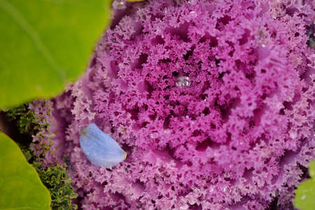 Decorative ornamental cabbage (lavender kale) in a green summer garden. Dew drops, soft sunlight. Natural textures. Landscaping, gardening, countryside, farm, floristicsの写真素材