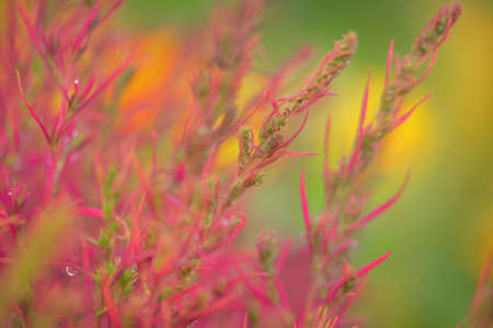 Colorful red, pink, golden decorative plants in a green summer garden. Dew drops, soft sunlight....