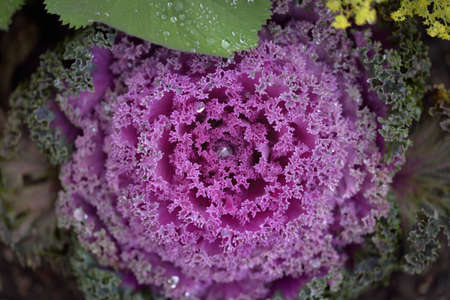 Decorative ornamental cabbage (lavender kale) in a green summer garden. Dew drops, soft sunlight. Natural textures. Landscaping, gardening, countryside, farm, floristicsの写真素材