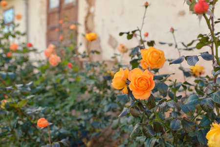 Blooming flowers of a modern English hybrid tea rose. Traditional stone house. Beautiful summer garden. Idyllic rural scene. Gardening, floristics, decoration, landscaping, cross-breedingの写真素材