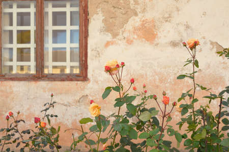 Blooming flowers of a modern English hybrid tea rose. Traditional stone house with a rustic wooden windows in the background. Beautiful summer garden. Idyllic rural scene. Gardening, floristics, decorの写真素材
