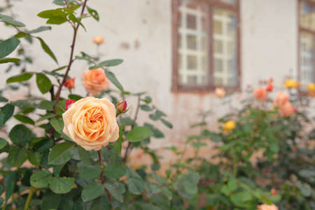 Blooming flowers of a modern English hybrid tea rose. Traditional stone house with a rustic wooden windows in the background. Beautiful summer garden. Idyllic rural scene. Gardening, floristics, decorの写真素材