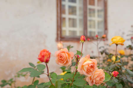 Blooming flowers of a modern English hybrid tea rose. Traditional stone house with a rustic wooden windows in the background. Beautiful summer garden. Idyllic rural scene. Gardening, floristics, decorの写真素材