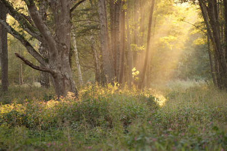 Mysterious northern evergreen forest in a fog. Mighty trees, plants, moss, fern. Soft light,...